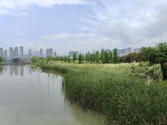 -三垟湿地