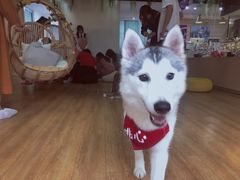 -Husky Go! 哈士奇体验馆·宠物咖啡厅狗咖