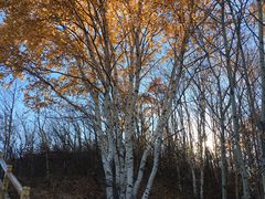 -塞罕坝国家级自然保护区