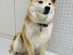 -柴务处·柴犬主题狗咖