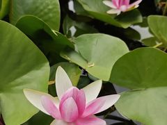 -白洋淀景区
