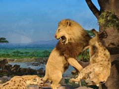 -国家自然博物馆