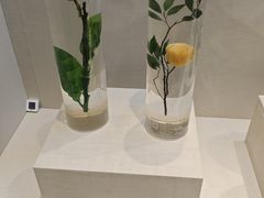 -广东中医药博物馆