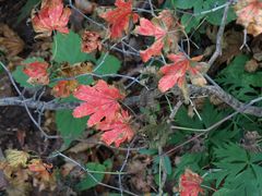 -丹东天桥沟景区