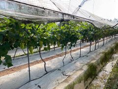 -金谷域澳洲庄园