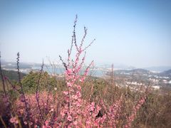 -香雪海