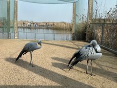 -盐城丹顶鹤湿地生态旅游区