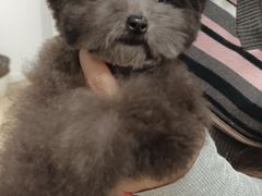 -宠爱多约克夏马尔济斯泰迪小型犬专卖