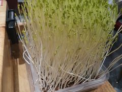 鲜豆苗-好彩猪肚鸡(正弘城店)