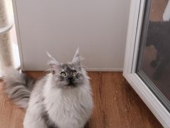 -青奢宠物·青奢猫舍