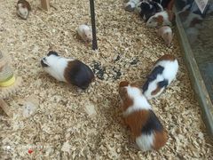 -怪兽屋·羊驼·猫咖·狗咖(俊华广场店)