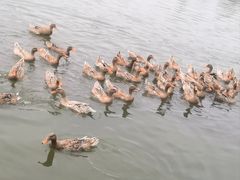 -野鸭湖国家湿地公园