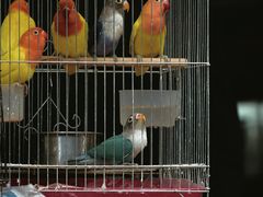 -溪岸路花鸟市场