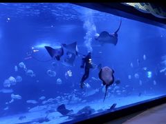 -烟台海昌鲸鲨海洋公园