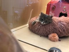 -momokira米努特·德文卷毛猫·棉花面纱犬