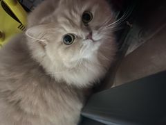 -瑞鹏宠物医院·骨科·猫科·内科(第一中心)