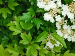 -黑龙江省森林植物园