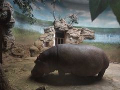 河马犇犇20201115-北京动物园