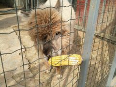 -意大利农场度假村