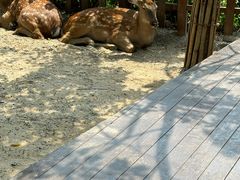 -野象谷景区