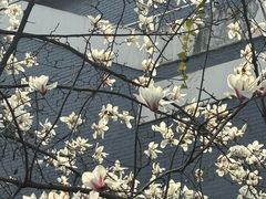-南京市基督教莫愁路堂