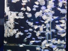 -太平洋海底世界