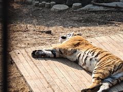 -大连森林动物园