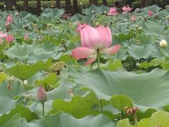 -黄兴公园