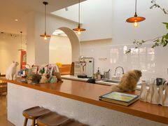 -有猫主题·治愈系猫咖(曾厝垵店)