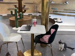-飞行喵MR PILOT|猫舍·猫咖(静安大融城店)