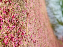 -白塘生态植物园