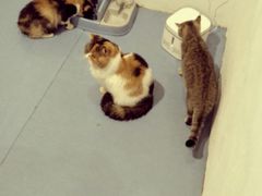 -猫色咖啡·猫咖