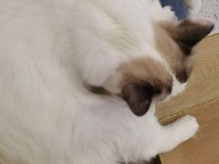 -猫域·湾主题猫咖·宠物吧(南坪城市广场店)