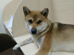 -瑞派宠物医院·24h·骨外科·皮肤科·全科宠物医疗转诊中心(沈阳浑南院)