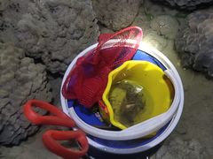 -小猫钓鱼海钓俱乐部(椰梦长廊店)