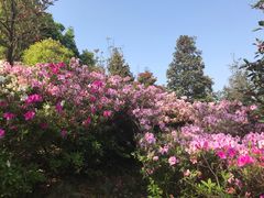 -广州市石门国家森林公园