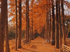 -上海滨江森林公园