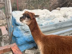 -栾川竹海野生动物园