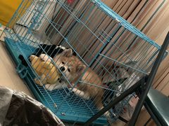-心语宠物医院·急重症转诊中心·瑞辰华诺(南青路店)