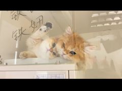 -lincat·猫舍(广州店)