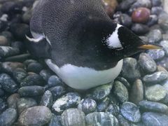-芜湖新华联大白鲸海洋公园