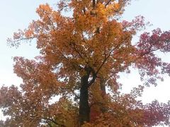 -兴福老面馆(寺路街店)