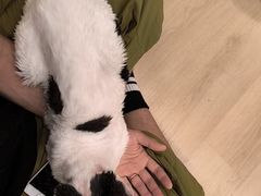 -有喵·猫咖·狗咖·30几只猫10只小狗(岗厦店)