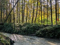 -桤木河湿地公园