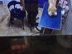 -优米宠物美容(体育场路店)