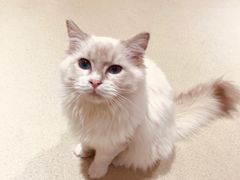 -藏猫猫咖啡主题馆(中央大道店)