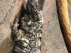 -上海大自然野生昆虫馆