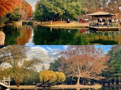 -上海共青森林公园