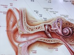 -自然之声助听器·呼吸机(康桥旗舰店)