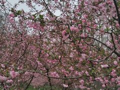 -上海共青森林公园